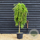 Larix decidua 'Puli' 120 cm stam 7,5L