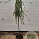 Larix kaempf. 'Stiff Weeper' 120 cm stam 7,5L