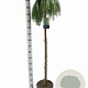 Larix kaempf. 'Stiff Weeper' 150 cm stam 10L