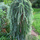 Larix kaempf. 'Stiff Weeper' 180 cm stam 15L