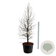 Metasequoia gl. Amber Glow 250-300 cm cont. 230L solitair