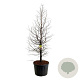 Metasequoia gl. Amber Glow 250-300 cm cont. 230L solitair