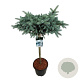 Picea pungens 'Glauca Globosa' 80 cm stam 15L