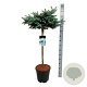 Picea pungens 'Glauca Globosa' 80 cm stam 15L