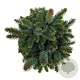 Picea sitchensis 'Midget' 20-25 cm 5,0L