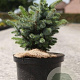 Picea sitchensis 'Midget' 20-25 cm 5,0L