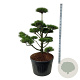 Pinus contorta 125-150 cm cont. 180L bonsai