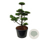Pinus contorta 125-150 cm cont. 180L bonsai