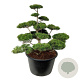 Pinus contorta 125-150 cm cont. 500L bonsai