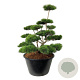 Pinus contorta 150-175 cm cont. 500L bonsai