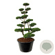 Pinus contorta 200-225 cm cont. 500L bonsai