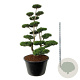 Pinus contorta 200-225 cm cont. 500L bonsai
