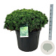 Pinus mugo 'Mops' 60-80 cm cont. 70L solitair