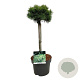Pinus mugo 'Mops' 40 cm stam 5,0L