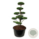 Pinus nigra nigra 150-175 cm cont. 285L bonsai