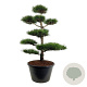 Pinus nigra nigra 200-225 cm cont. 500L bonsai