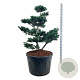 Pinus parv. 'Negishi' 100-125 cm cont. 180L bonsai