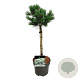 Pinus parv. 'Negishi' 40 cm stam 5,0L
