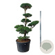 Pinus sylvestris 175-200 cm cont. 230L bonsai