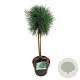 Pinus sylv. Blue Pearl 40 cm stam 5,0L