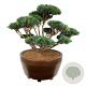Pinus sylv. 'Watereri' 150-175 cm eigen wortel bonsai bronze