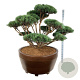 Pinus sylv. 'Watereri' 150-175 cm eigen wortel bonsai bronze
