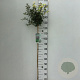 Prunus incisa 'Kojou-no-mai' 120 cm stam 7,5L