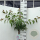 Prunus 'Kiku-shidare-zakura' 125 cm stam 7,5L