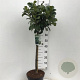 Prunus l. Etna 60 cm stam 10L