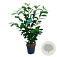 Prunus l. 'Novita' 80-100 cm 6L