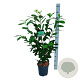Prunus l. 'Novita' 80-100 cm 6L