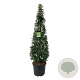 Prunus lusitanica 'Angustifolia' 175-200 cm cont. 55L piramide extra