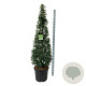 Prunus lusitanica 'Angustifolia' 175-200 cm cont. 55L piramide extra