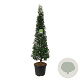 Prunus lusitanica 'Angustifolia' 175-200 cm cont. 55L Pir. op stam extra