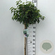 Prunus lusitanica 'Angustifolia' 80 cm stam 10L