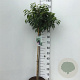 Prunus lusitanica 'Angustifolia' 80 cm stam 10L