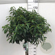 Prunus lusitanica 'Angustifolia' 120 cm stam 15L