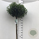 Prunus lusitanica 'Angustifolia' 120 cm stam 15L