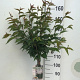 Prunus nipponica 'Brillant' 120 cm stam 7,5L