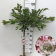 Prunus subh. 'Autumnalis Rosea' 60 cm stam 5,0L