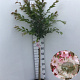 Prunus subh. 'Autumnalis Rosea' 90 cm stam 7,5L