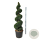 Taxus baccata 175-200 cm cont. 90L spiraal