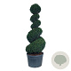 Taxus baccata 200-225 cm cont. 180L spiraal