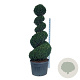 Taxus baccata 200-225 cm cont. 180L spiraal