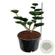 Taxus media 'Densiformis' 150-175 cm cont. 500L bonsai