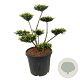 Taxus media 'Farmen' 80-100 cm 45L bonsai