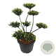 Taxus media 'Farmen' 80-100 cm 45L bonsai