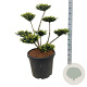 Taxus media 'Farmen' 80-100 cm 45L bonsai