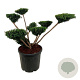 Taxus media 'Farmen' 80-100 cm cont. 55L bonsai