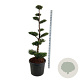 Thuja occ. 'Brabant' 150-175 cm cont. 90L bonsai
